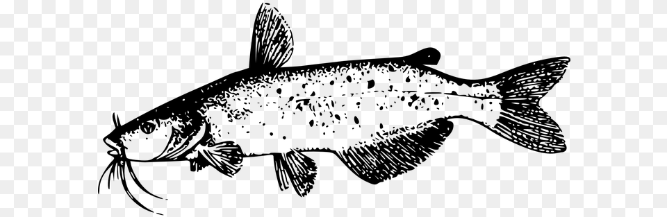 Catfish Fish Tail River Nature Freshwater Catfish Clip Art, Gray Free Png Download