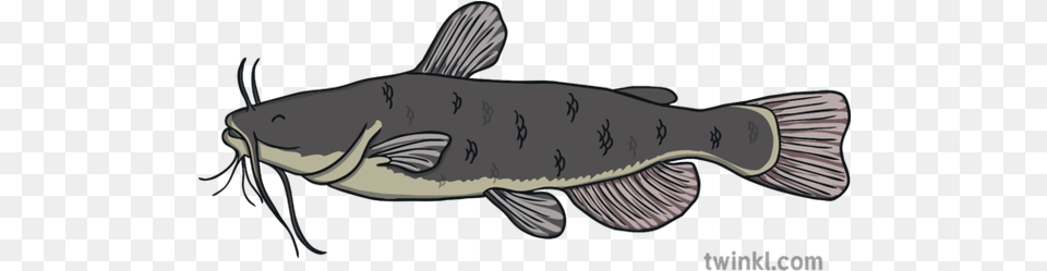 Catfish Fish Under The Sea Animal Ks1 Illustration Twinkl Lunge, Sea Life, Appliance, Blow Dryer, Device Png