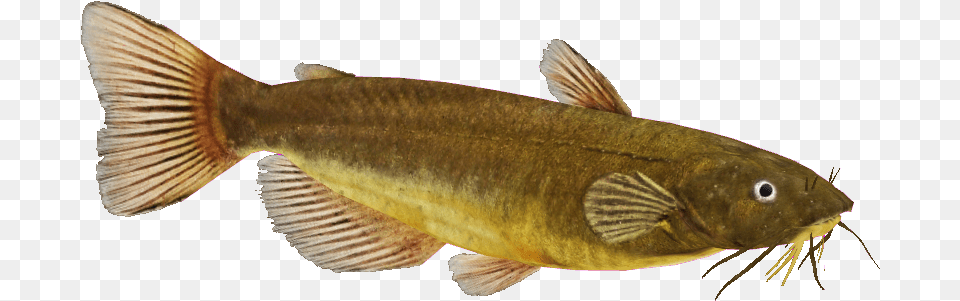 Catfish Image Black Bullhead Fish, Animal, Sea Life Free Png