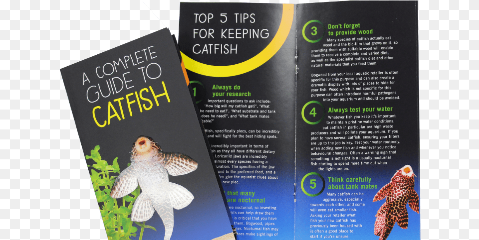 Catfish Need More Than Algae Claims New Campaign, Advertisement, Poster, Animal, Fish Free Png Download