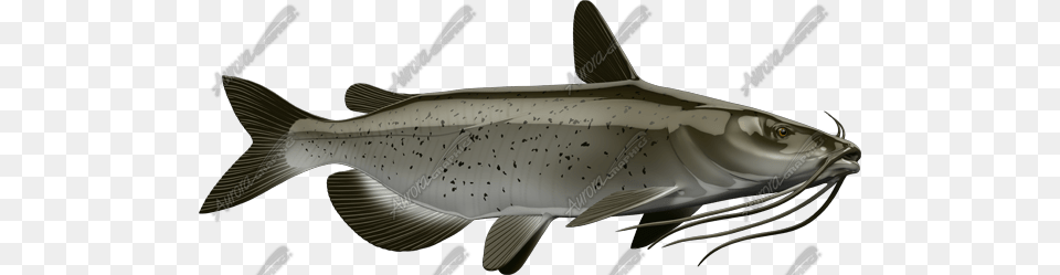 Catfish Pacific Sturgeon, Animal, Sea Life, Cod, Fish Png