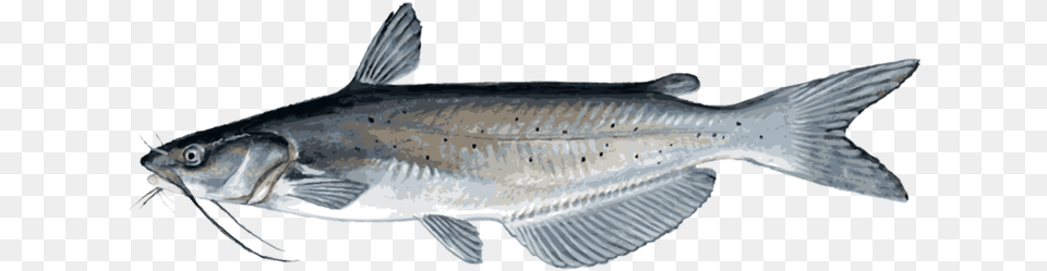 Catfish Transparent Catfish, Animal, Sea Life, Fish, Shark Png Image