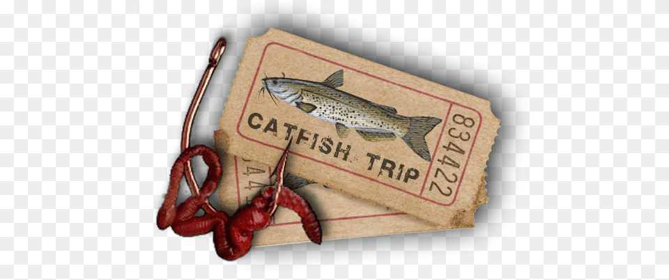 Catfish Trout, Animal, Fish, Sea Life, Paper Free Transparent Png