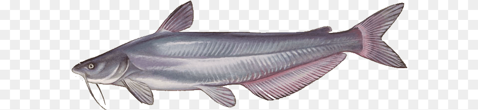 Catfish Types, Animal, Sea Life, Fish, Shark Free Png