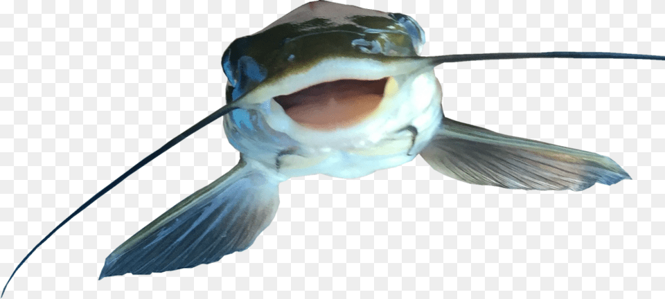 Catfish Vector Clipart, Animal, Sea Life, Fish, Bird Free Transparent Png