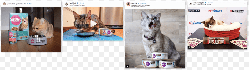 Catfluencers Sponsored Posts Cat Food Cat Yawns, Collage, Art, Animal, Pet Png Image