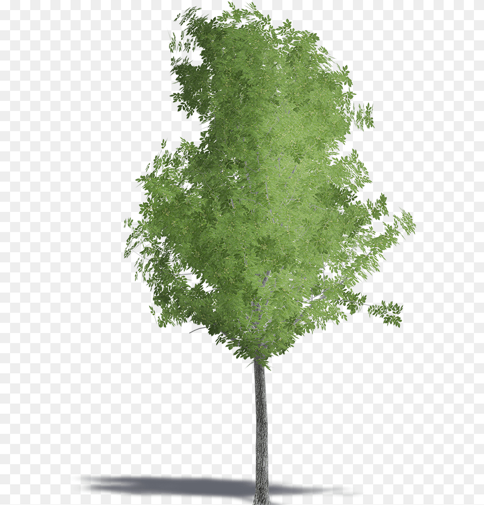 Cathay Walnut, Plant, Tree, Conifer, Maple Free Png