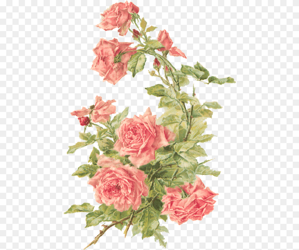 Catherine Klein U2013 Peach Roses Digital Elements Wings Of Whimsy Vintage Flowers Background, Rose, Plant, Flower, Flower Arrangement Free Transparent Png
