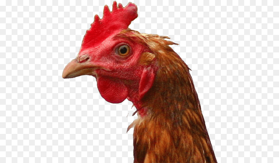 Catie Olson Live Chicken, Animal, Bird, Fowl, Poultry Free Transparent Png