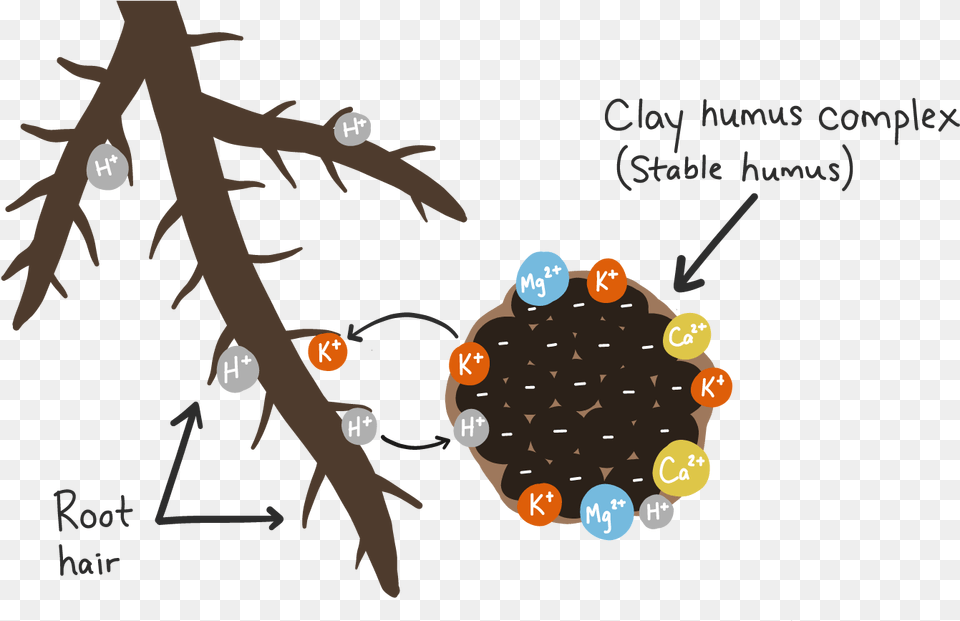 Cation Exchange Plant Roots H Ions, Nature, Night, Outdoors, Astronomy Free Png