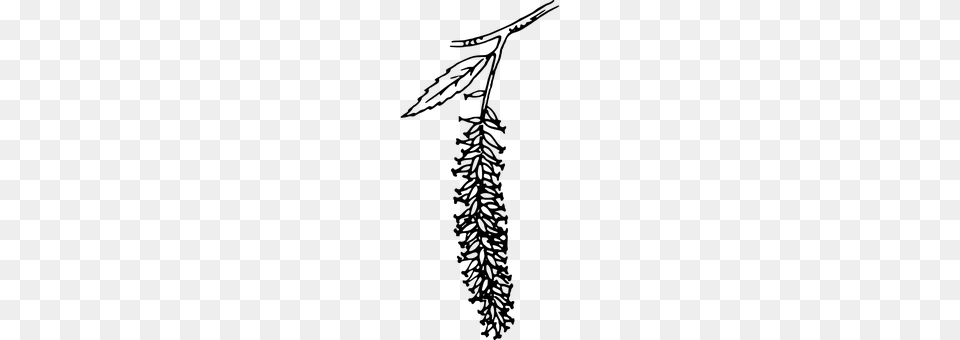 Catkin Gray Free Transparent Png