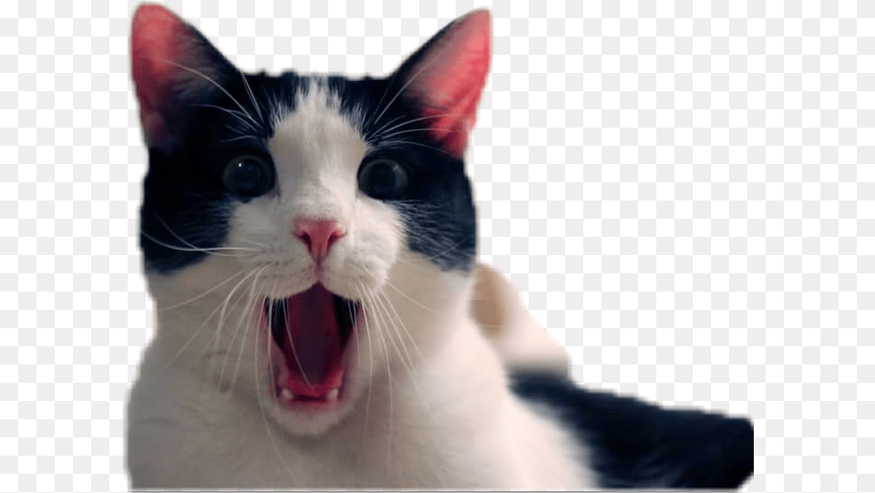 Catlover Surprised International Cat Day 2017, Animal, Mammal, Pet, Body Part Free Transparent Png