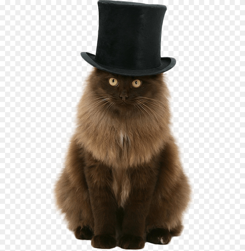 Catout Cat In A Tophat, Clothing, Hat, Animal, Mammal Free Png