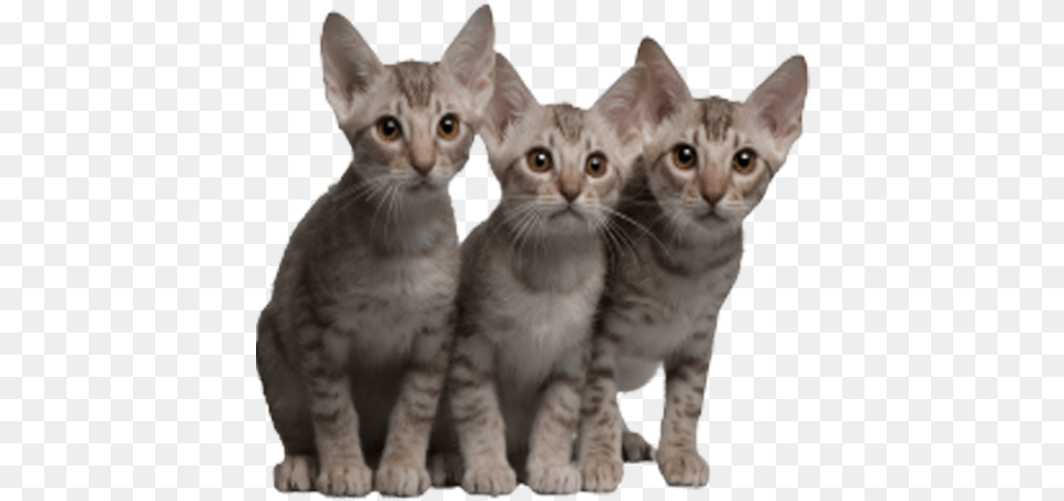 Cats 5 Kucing, Animal, Cat, Mammal, Pet Free Png