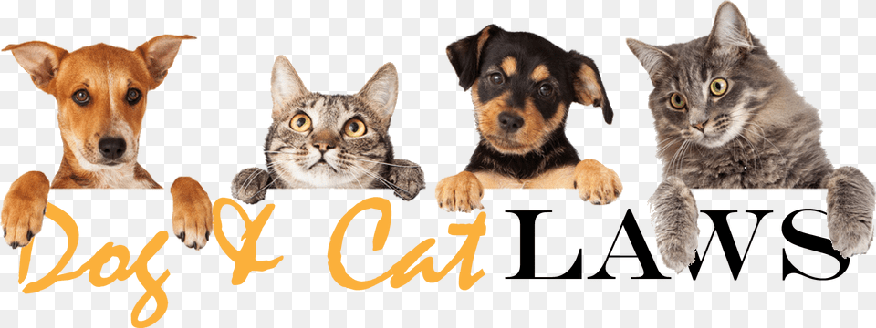 Cats And Dogs In A Row, Animal, Canine, Dog, Mammal Free Png Download