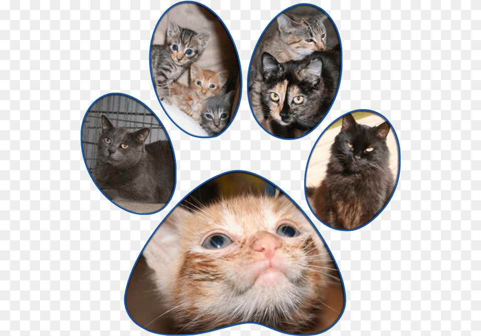 Cats Asian, Art, Collage, Animal, Cat Free Png