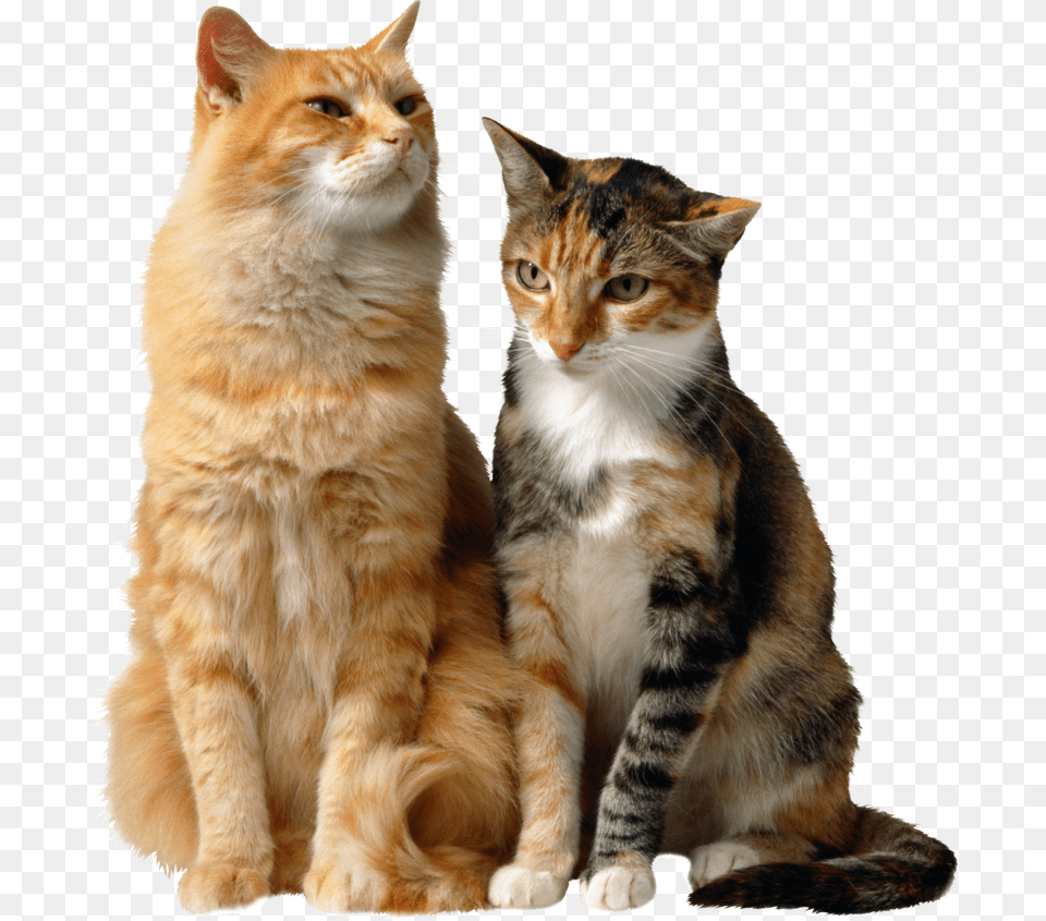 Cats Background Cat Transparent Two Cats Sitting Together, Animal, Mammal, Manx, Pet Free Png Download