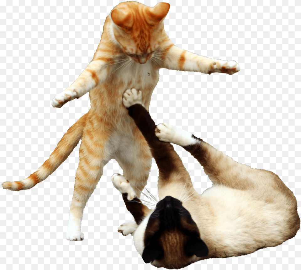 Cats Boxing, Electrical Device, Microphone Png