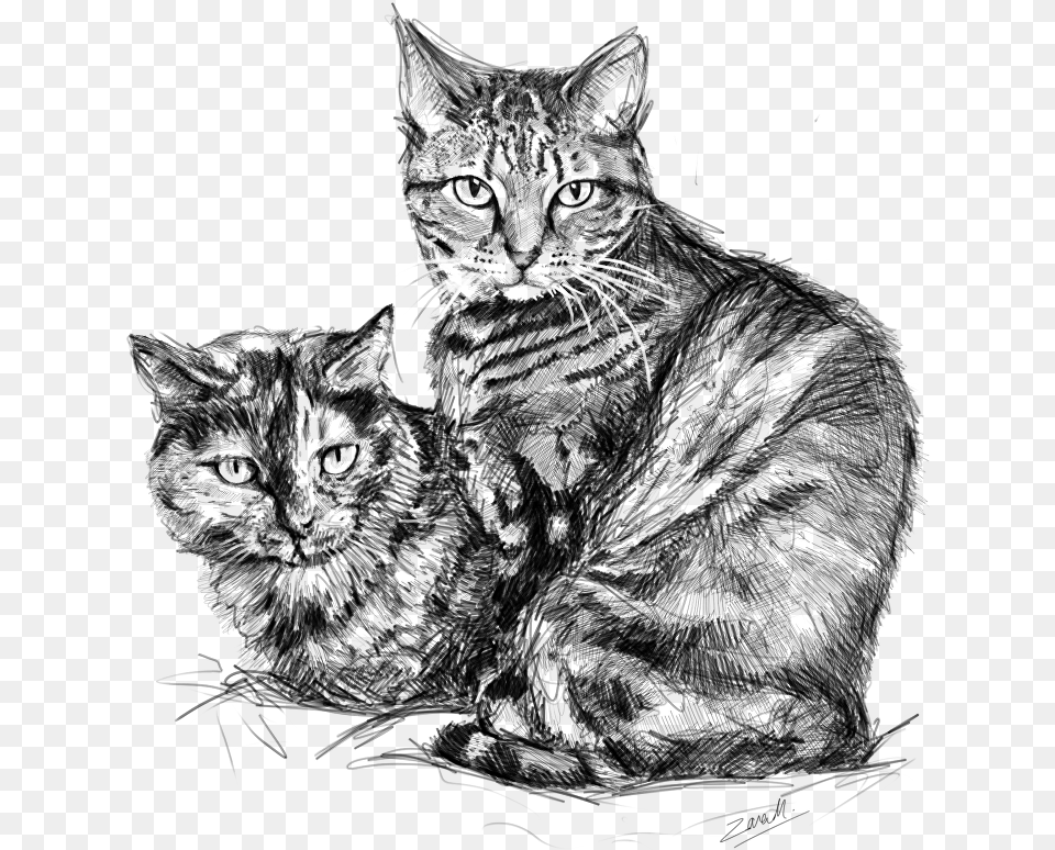 Cats Cat, Animal, Mammal Free Transparent Png