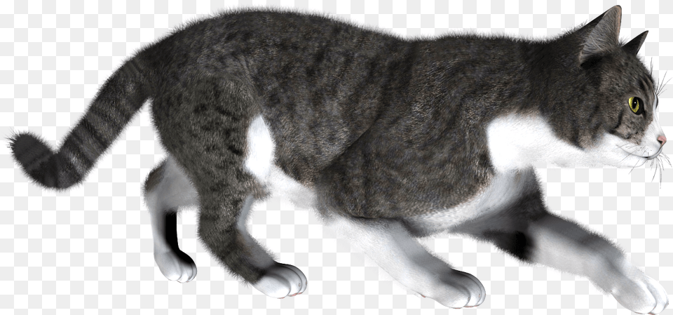 Cats Clear Background, Animal, Cat, Mammal, Manx Png