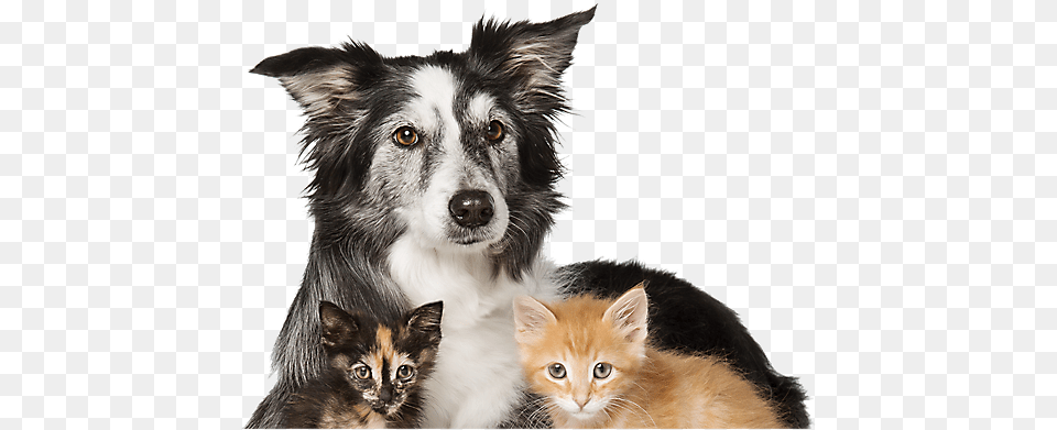 Cats Dogs Top Of Head Adopt Dogs And Cats, Animal, Cat, Kitten, Mammal Png