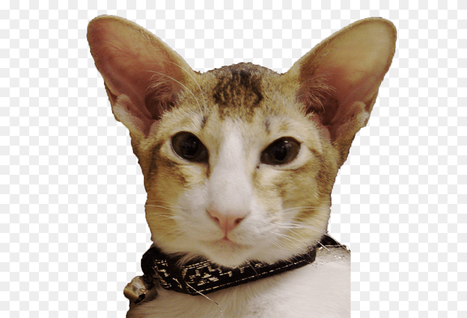 Cats Face Asian, Abyssinian, Animal, Cat, Mammal Free Transparent Png