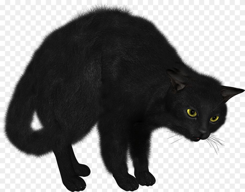 Cats Images Download, Animal, Cat, Mammal, Pet Free Transparent Png