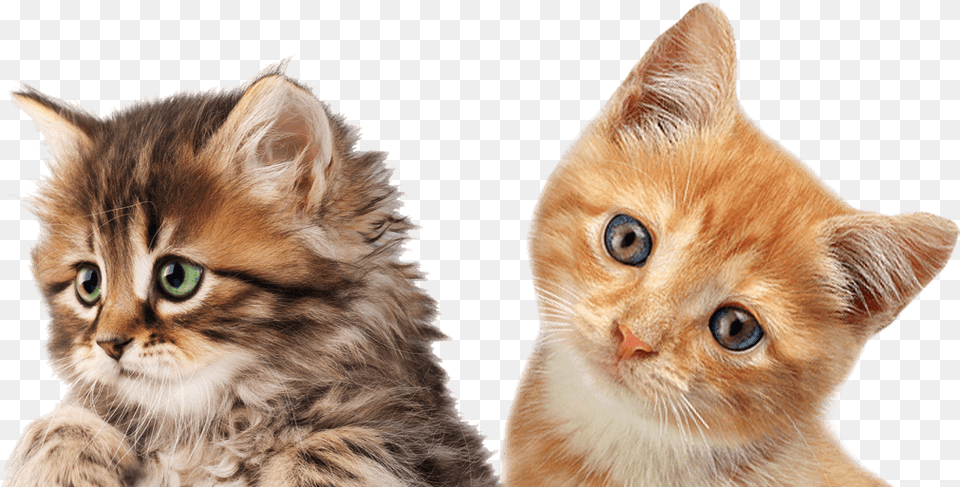 Cats Free Images Download Kitten Blank Sign, Animal, Cat, Mammal, Pet Png