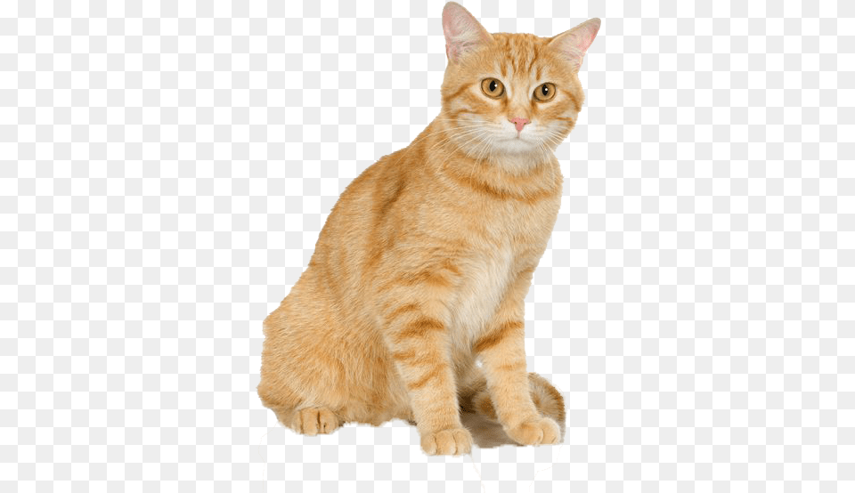 Cats Pic Cat Shaped Cat Scratcher, Animal, Mammal, Manx, Pet Free Transparent Png