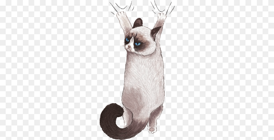 Cats Illustration, Animal, Cat, Mammal, Pet Free Transparent Png