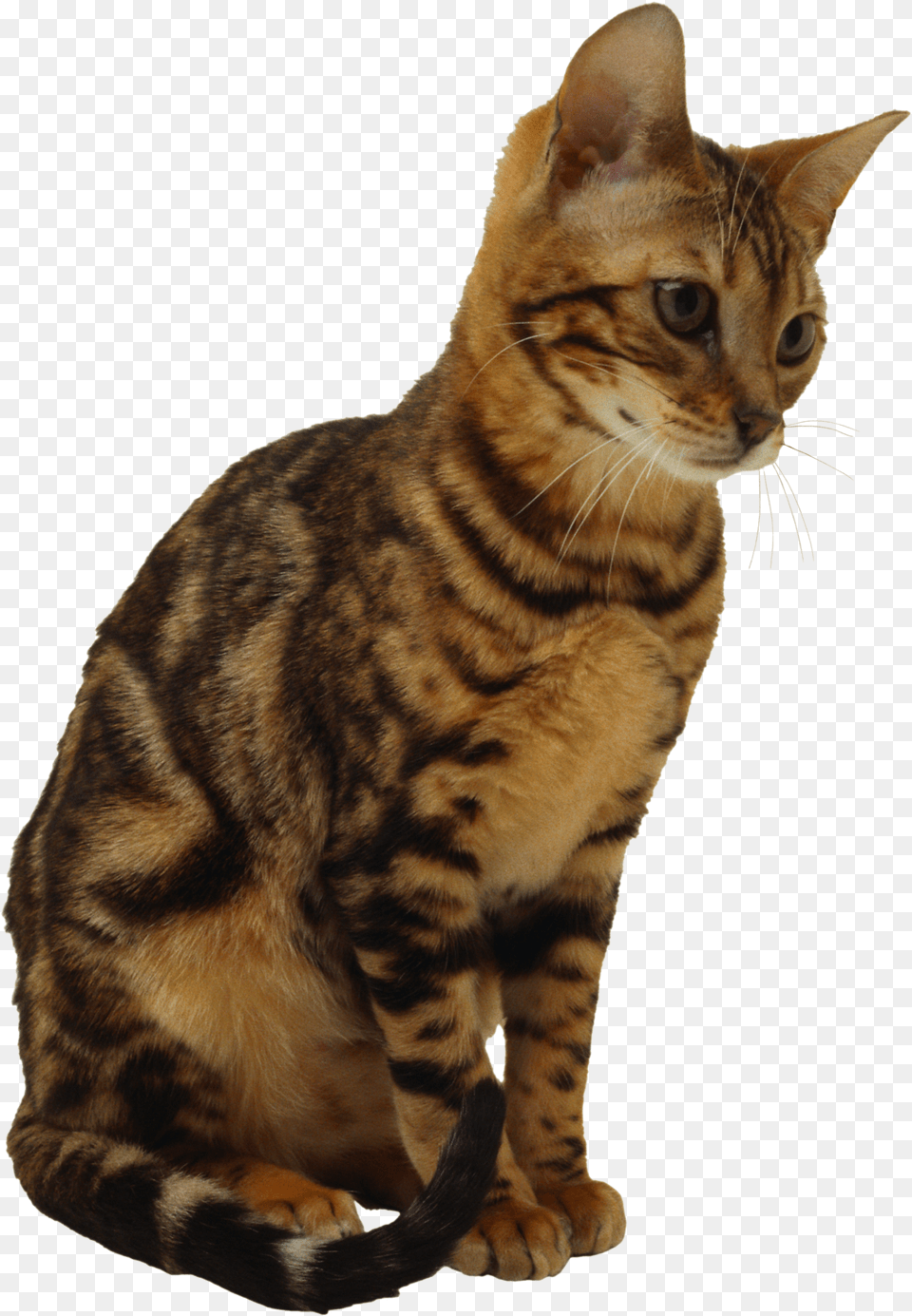 Cats Image Without Background Cat Sitting Transparent Background Png