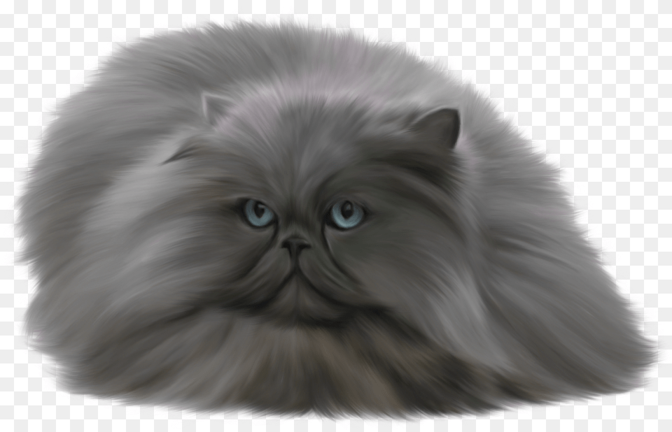 Cats Images Persian Ragdoll Siamese Cat, Animal, Bird, Angora, Mammal Free Transparent Png