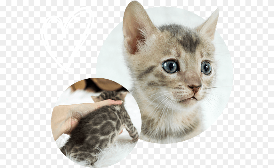 Cats Kittens For Sale Kitten, Animal, Cat, Mammal, Pet Free Transparent Png