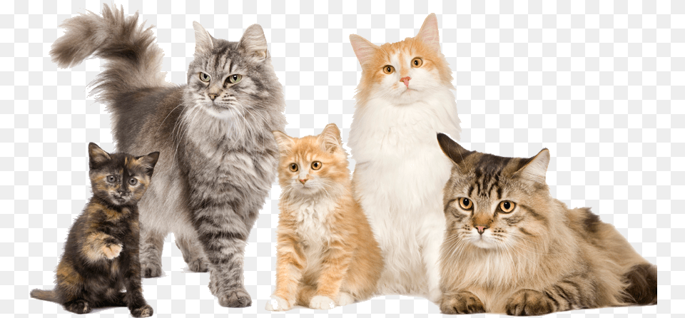 Cats Many, Animal, Cat, Mammal, Manx Png Image