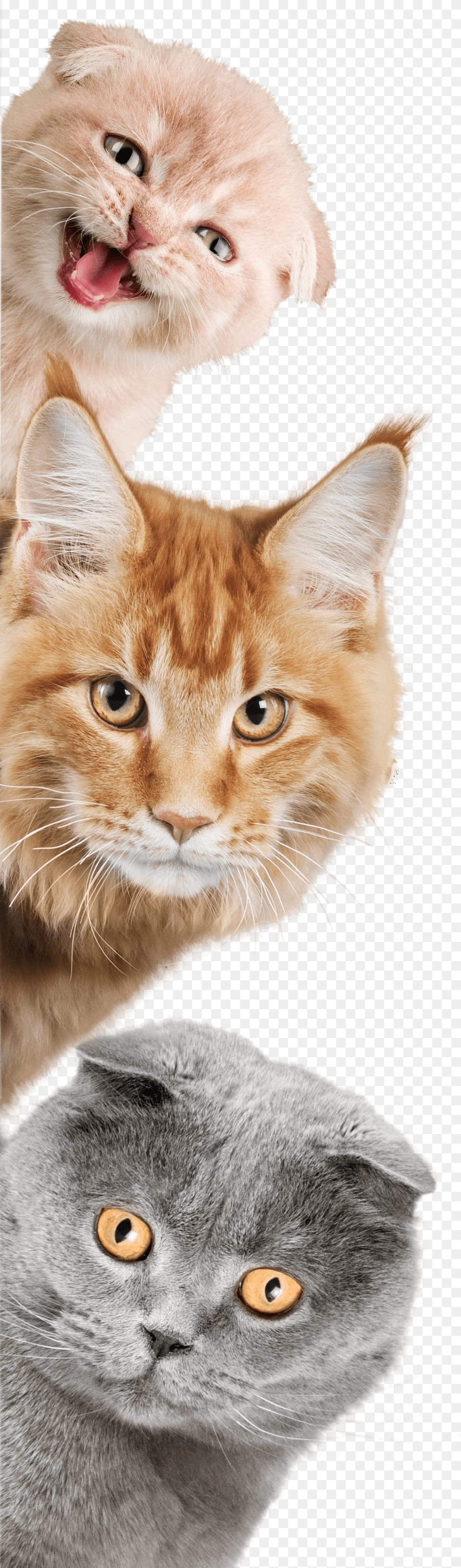 Cats On Sides Copy Sticker, Animal, Cat, Kitten, Mammal Png