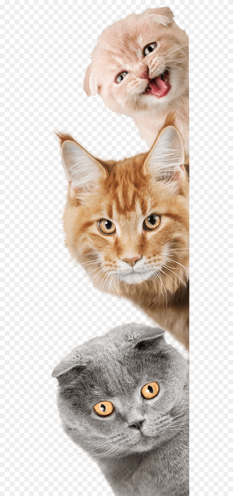 Cats On Sides Sm Cat And Dog, Art, Collage, Animal, Mammal Free Png