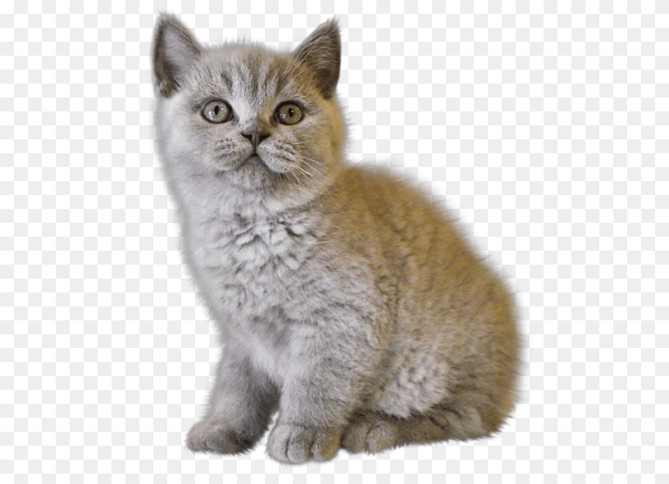 Cats Sad Kitten, Animal, Cat, Mammal, Pet Png