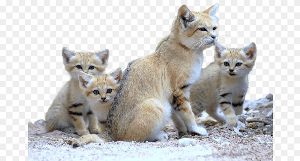 Cats Sand Cat Family, Animal, Mammal, Pet, Kitten Free Transparent Png