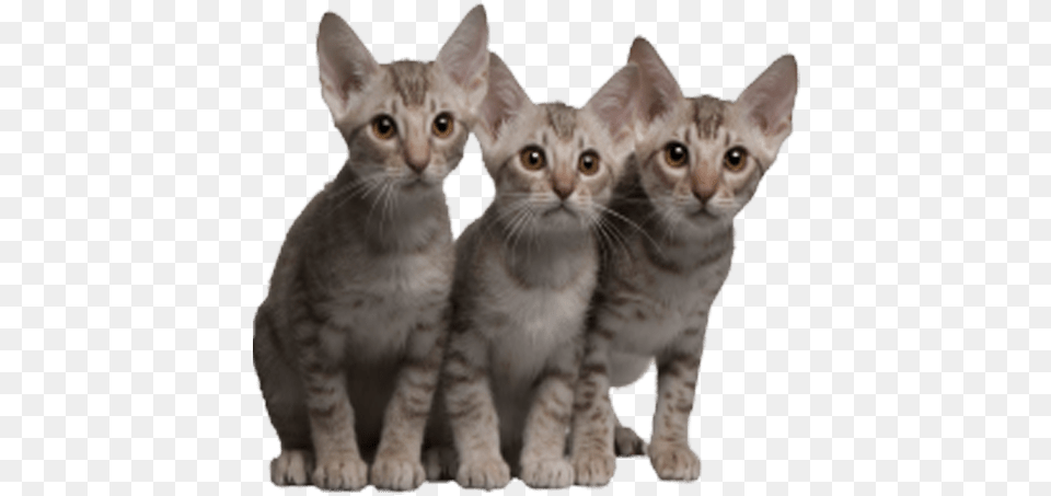 Cats Transparent Image Cat Images With Transparent Ocicat, Animal, Mammal, Pet, Kitten Free Png Download