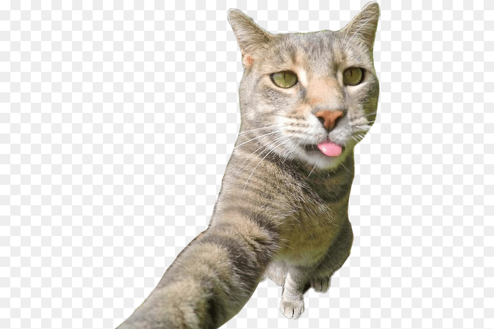Catselfie Cat Selfie Selfi Kota, Abyssinian, Animal, Mammal, Pet Free Transparent Png