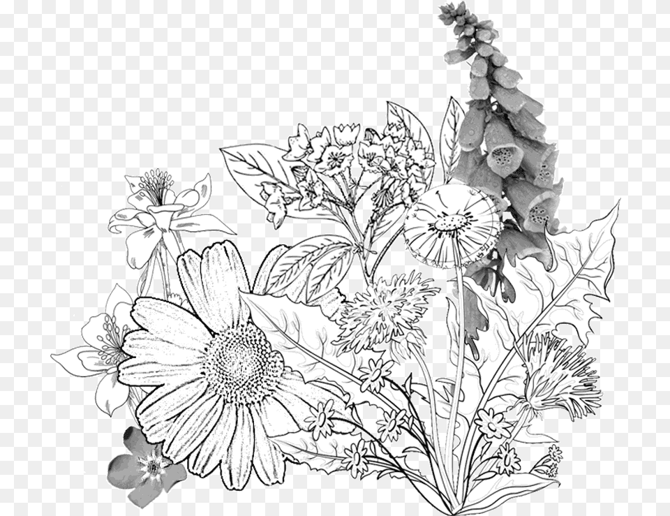 Catskills Custom Papercut Ketubah Flower Sketch, Art, Plant, Drawing, Floral Design Free Png