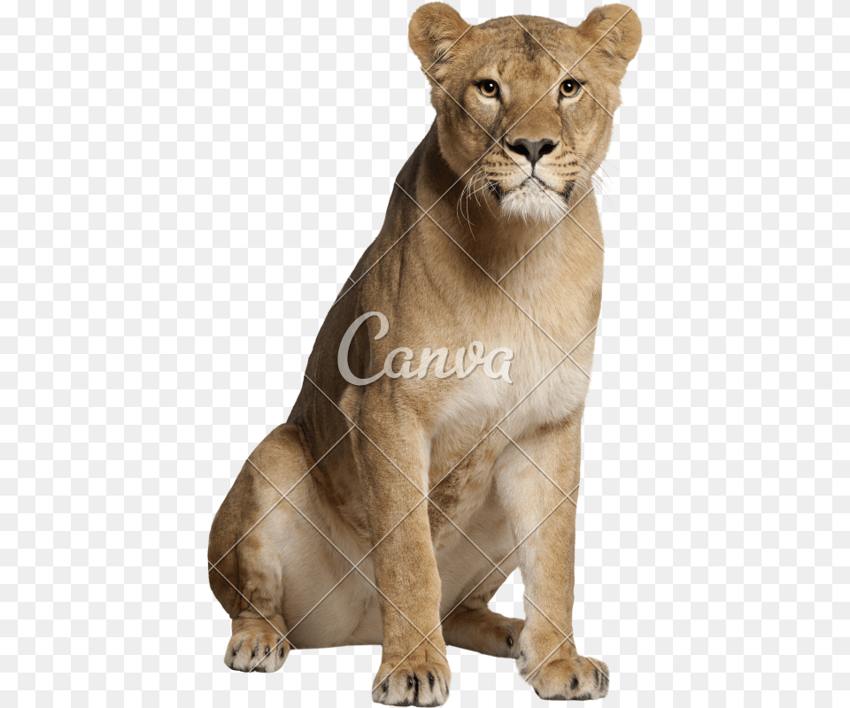 Catspumaterrestrial Figure Lioness Sitting Front View, Animal, Lion, Mammal, Wildlife Free Png Download