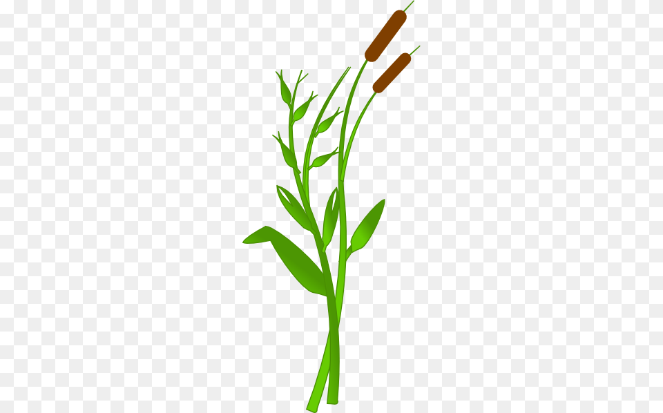 Cattail 2 Grass Border Clip Art, Herbs, Herbal, Plant, Leaf Free Transparent Png