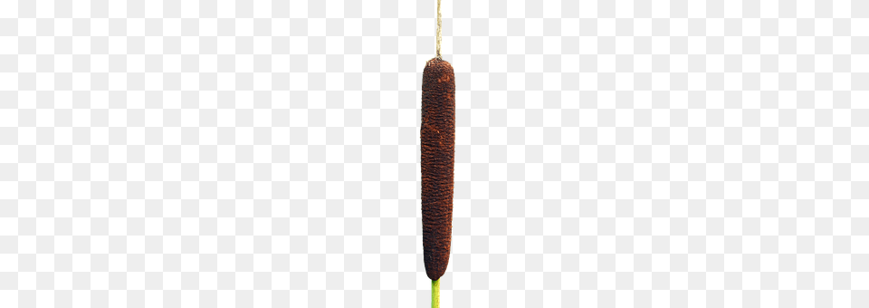 Cattail Coil, Spiral Png