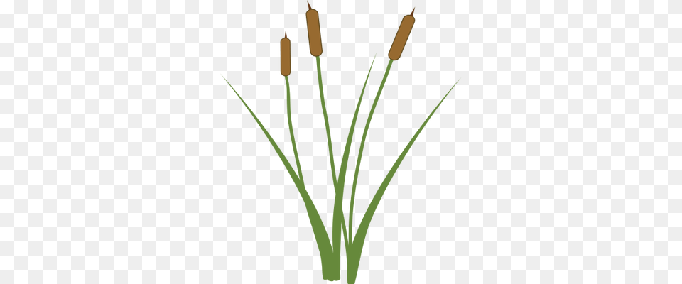 Cattail Cat Tail Plant, Flower, Food, Produce Free Transparent Png