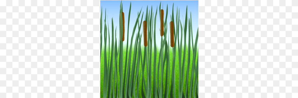 Cattail Grass, Green, Plant, Reed, Vegetation Png Image