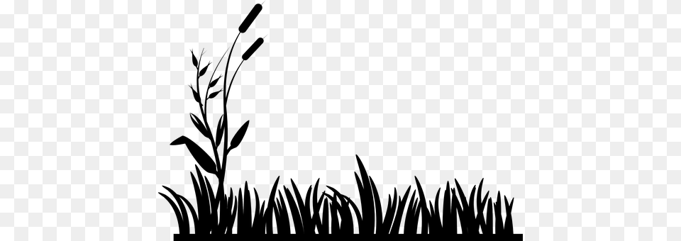 Cattails Gray Png