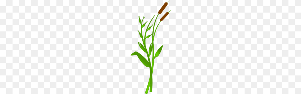 Cattails Clipart Look, Carrot, Food, Herbal, Herbs Free Png Download