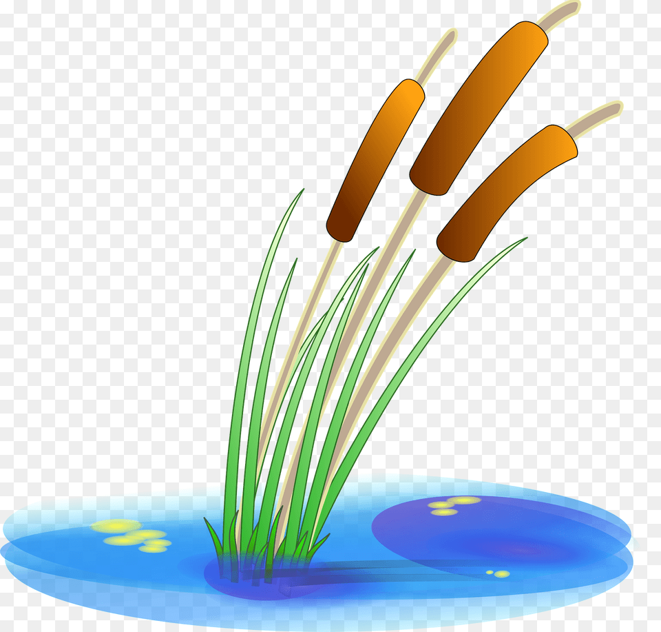 Cattails In The Water Clipart, Anther, Reed, Flower, Plant Free Png Download