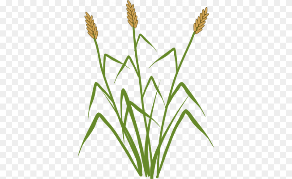 Cattails Vector Typha Sp, Grass, Plant, Agropyron, Green Free Png Download